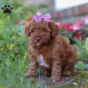 Sophie, Miniature Poodle Puppy